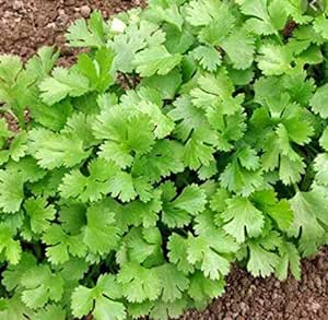 cilantro